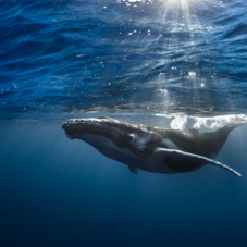 Tahiti Whale season