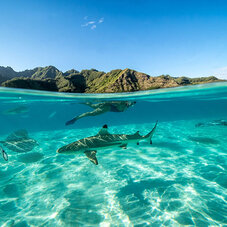 Silversea Sharks in Moorea