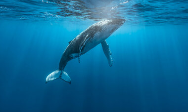 Diving Whales