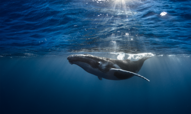 Tahiti Whale season
