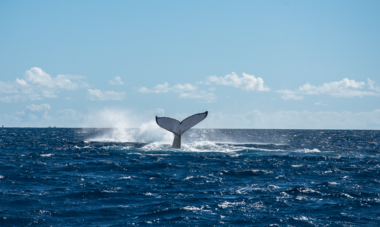 Whale season Whale tail