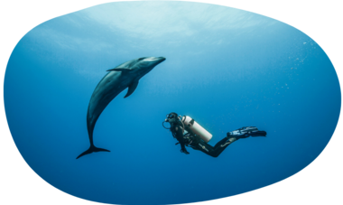 dolphin at Rangiroa dolphin at Rangiroa