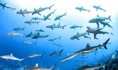 Wall of sharks