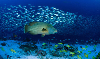 Rangiroa Diving