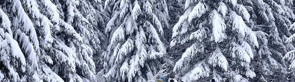 atn-illust-_0002_seattle-ski-snoqualmie-nsarvari.jpg Air Tahiti Nui USA Seattle ski Snoqualmie NSarvari