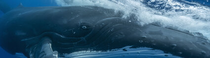 Baleine whale Vincent Truchet Baleine whale Vincent Truchet